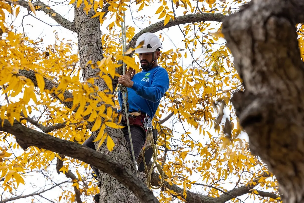 Skilled Tree Disease Treatment crew working in Casco